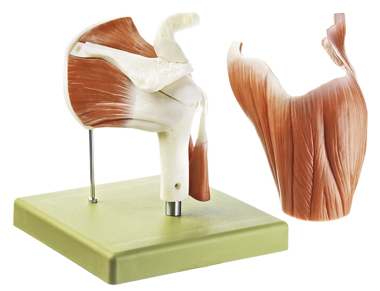 Model of the Shoulder Joint