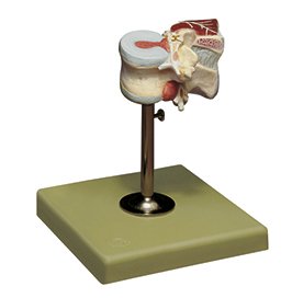 QS 68/1 first lumbar vertebra model, product photo