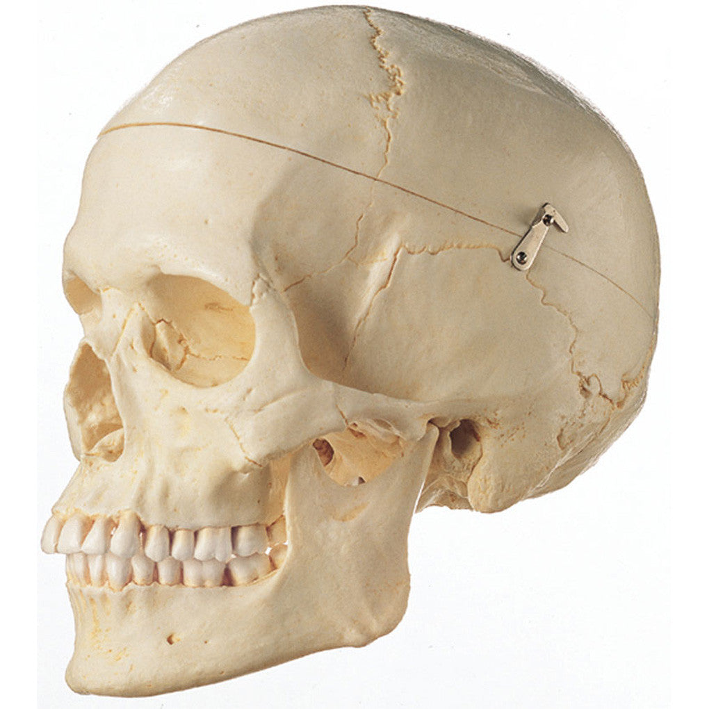Adult female human skull | Somso Qs 7/6