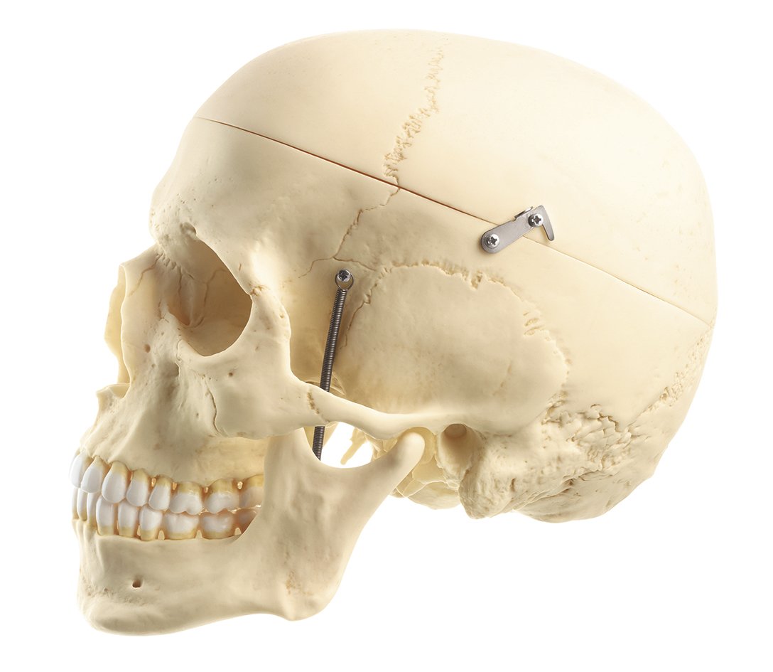 Artificial Human Skull Model