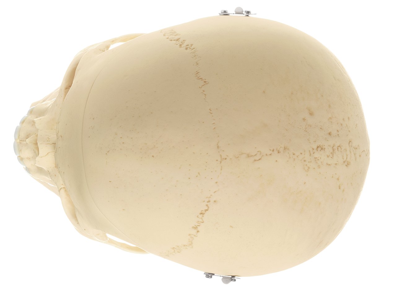 Artificial Human Skull Model