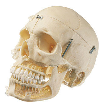Artificial Skull of an Adult Somso Qs 8/10