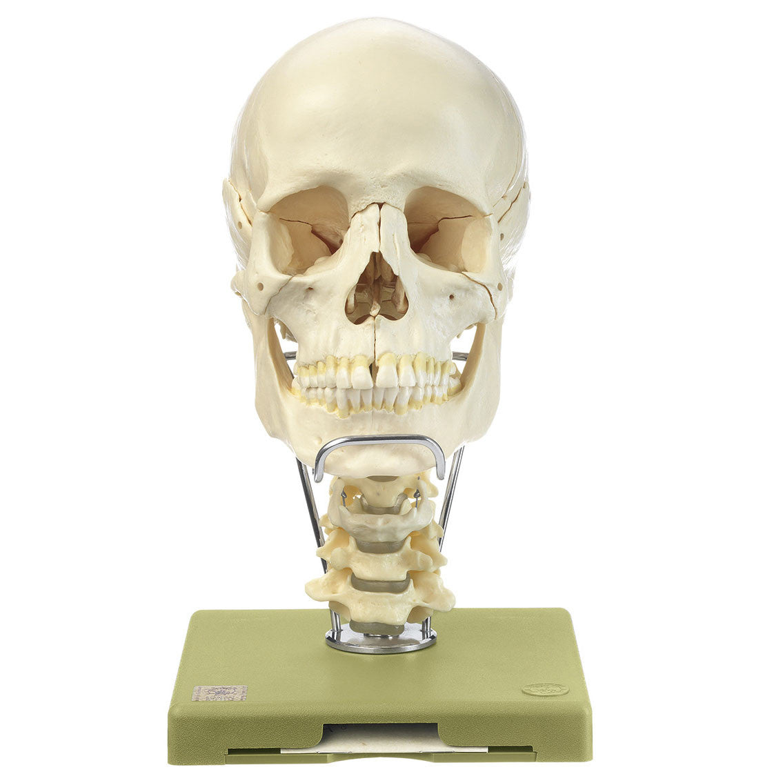 18-Part Model of the Skull with cervical spine Somso Qs 8/218C