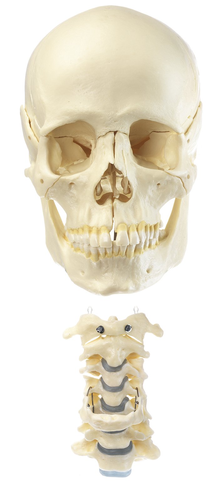 18-Part Model of the Skull with cervical spine
