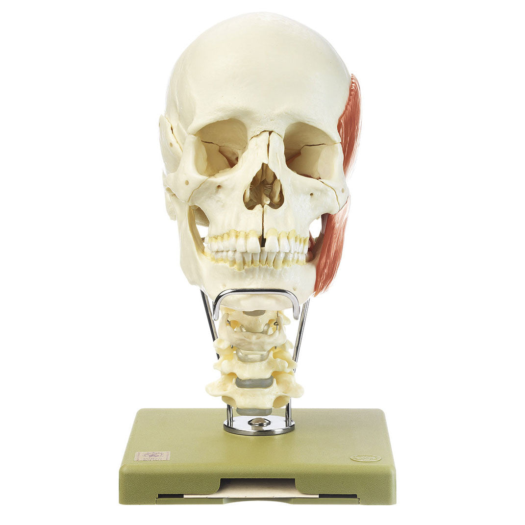 18-Part Model of the Skull with Cervical Spine and Masticatory Muscles Somso Qs 8/218C+M