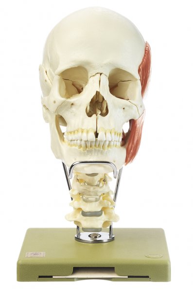 18-Part Model of the Skull with Masticatory Muscles, Cervical Vertebral Column, and Hyoid Bone (QS 8/218C+M)