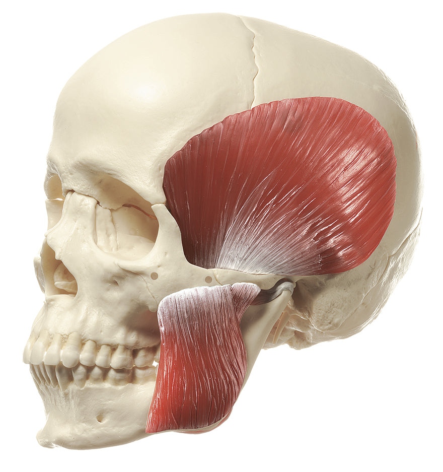 18-Part Model of the Skull with Masticatory Muscles (QS 8/218M)