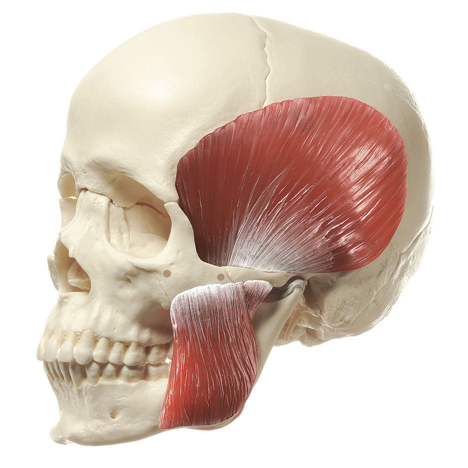 18-Part Model of the Skull with Masticatory Muscles Somso Qs 8/218M