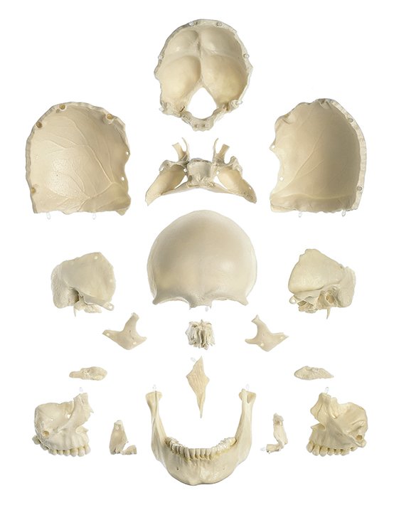 18-Part Model of the Skull