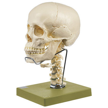 14-Part Model of the Skull with Cervical Spine Somso Qs 8/2C