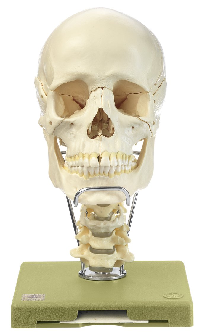 14-Piece Model of the Skull with Cervical Vertebral Column and Hyoid Bone