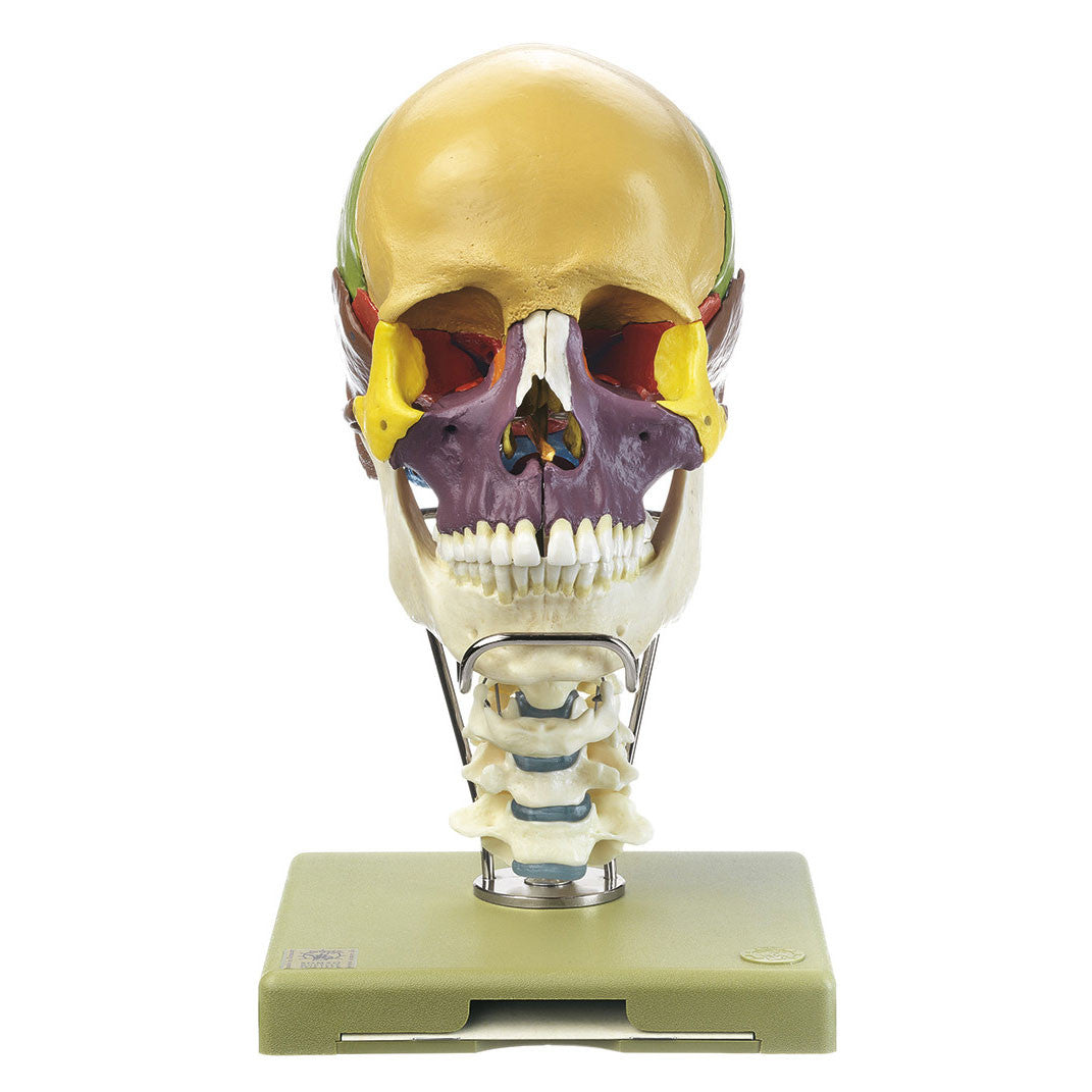 18-Part Model of the Skull, didactic with Cervical Spine Somso Qs 8/318C