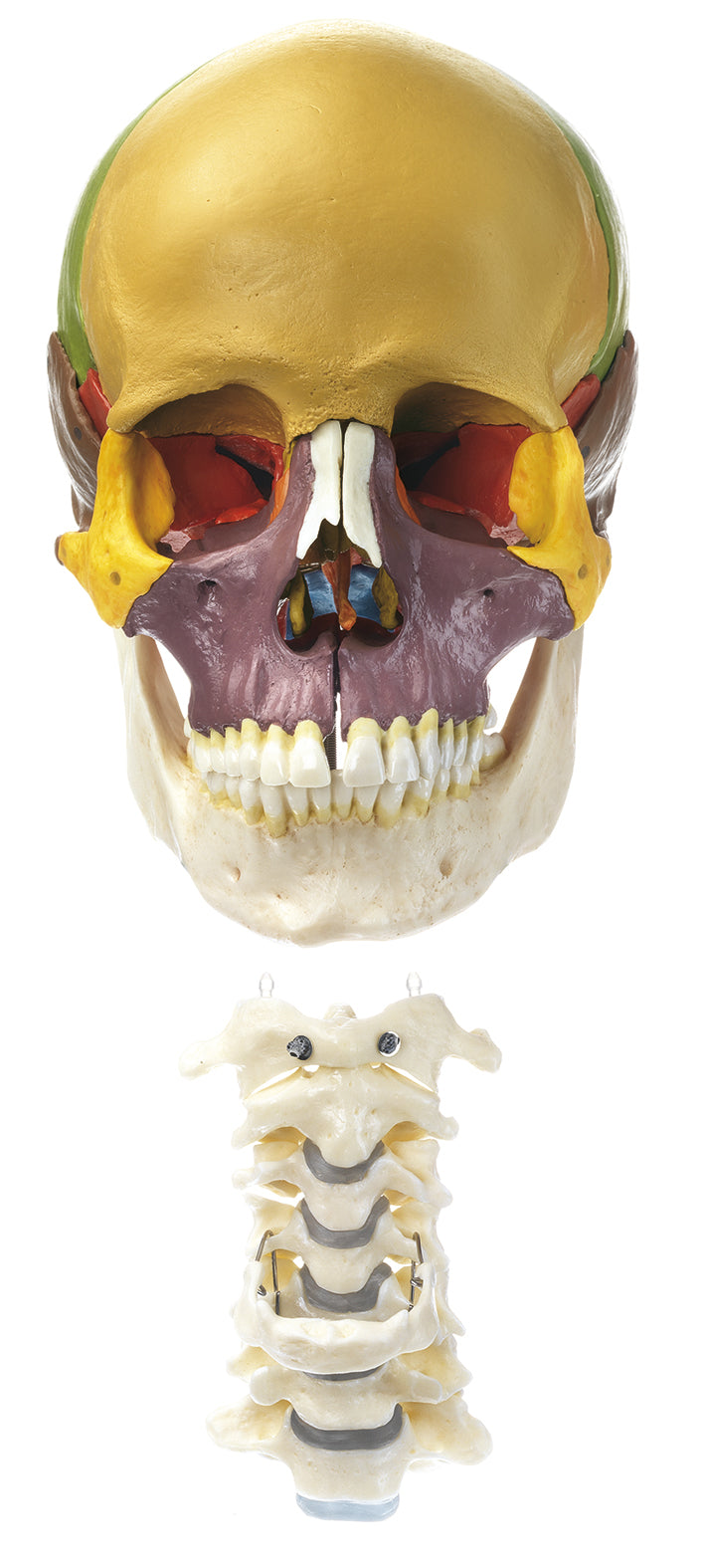 18-Part Coloured Model of the Skull with Cervical Vertebral Column and Hyoid Bone (QS 8/318C)