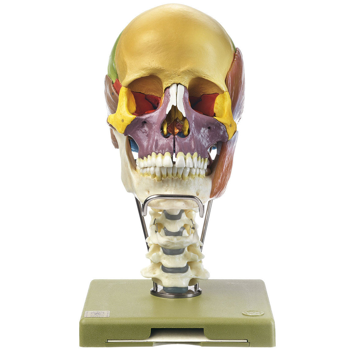 18-Part Model of the Skull, didactic with Cervical Spine and Masticatory Muscles Somso Qs 8/318C+M
