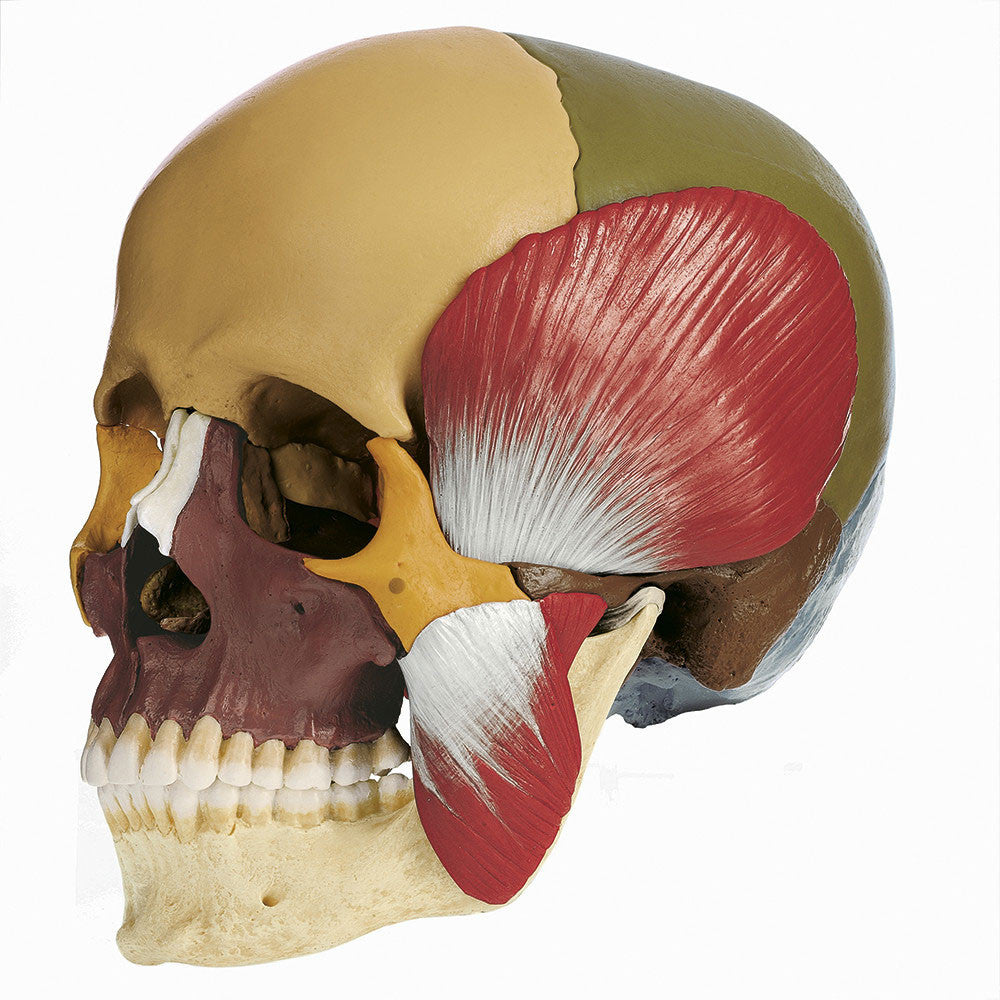 18-Part Model of the Skull, didactic coloured with Masticatory Muscles Somso Qs 8/318M