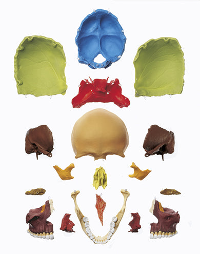 18-Part Coloured Model of the Skull (QS 8/318)