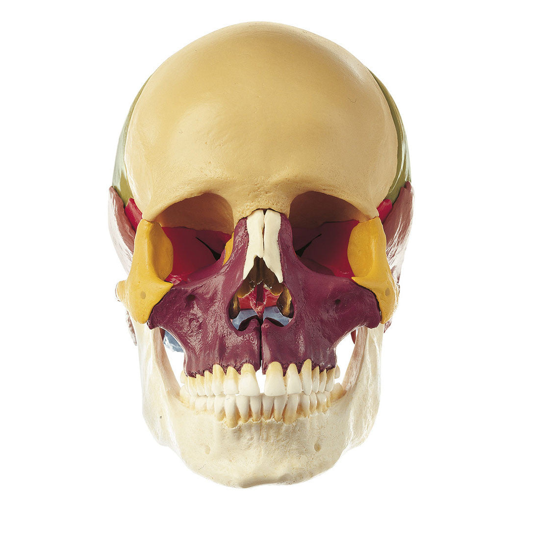 18-Part Model of the Skull, didactic Somso Qs 8/318