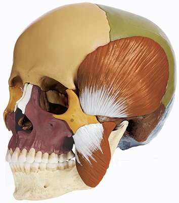 14-Part Coloured Model of the Skull with Masticatory Muscles (QS 8/3M)