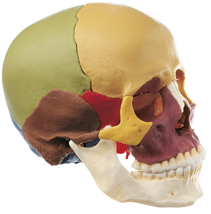14-Part Coloured Model of the Skull (QS 8/3)