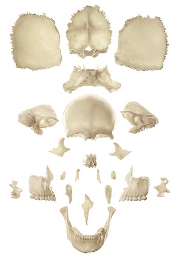 Artificial Bauchene Skull of an Adult