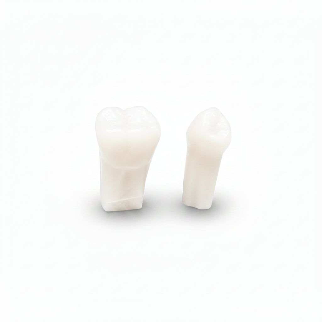 700 Series Endodontic Teeth with Red Painted Canal