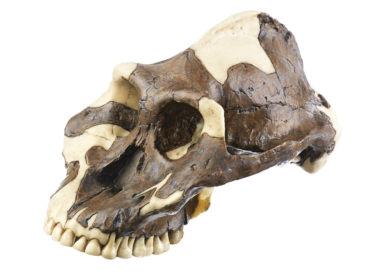 Reconstruction of a Skull of Paranthropus aethiopicus | Somso S10