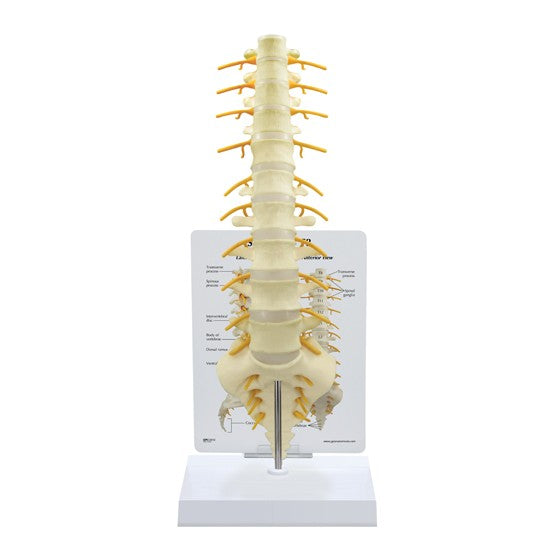 Sacrum - T8 Spine