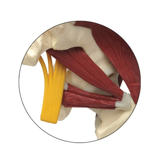 Muscled Hip with Sciatic Nerve