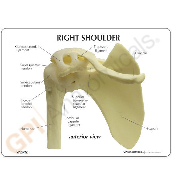 Basic Shoulder