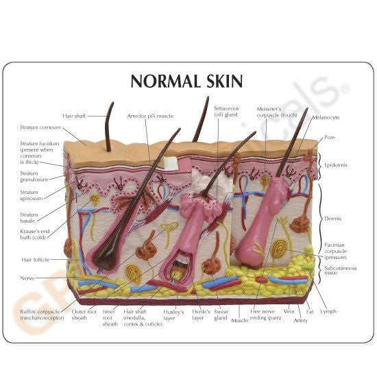 skin-acne-model-4-550x550__64739.1643511677.1280.1280.jpg