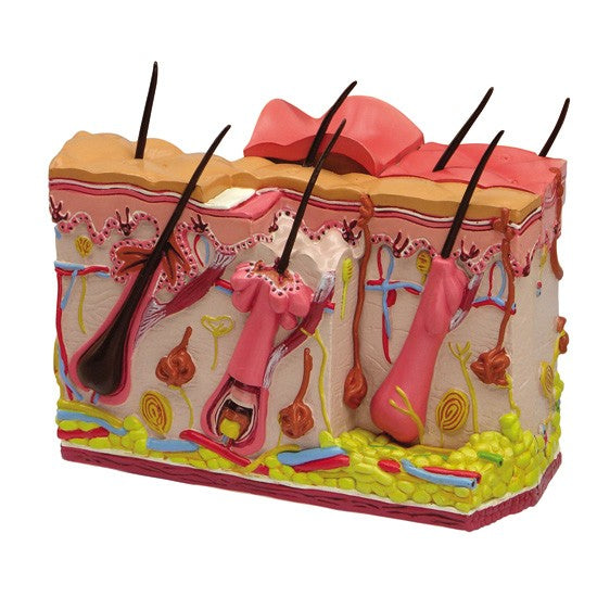 Skin Burn & Normal Skin (2-Sided)
