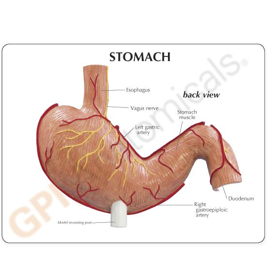 Stomach Cancer