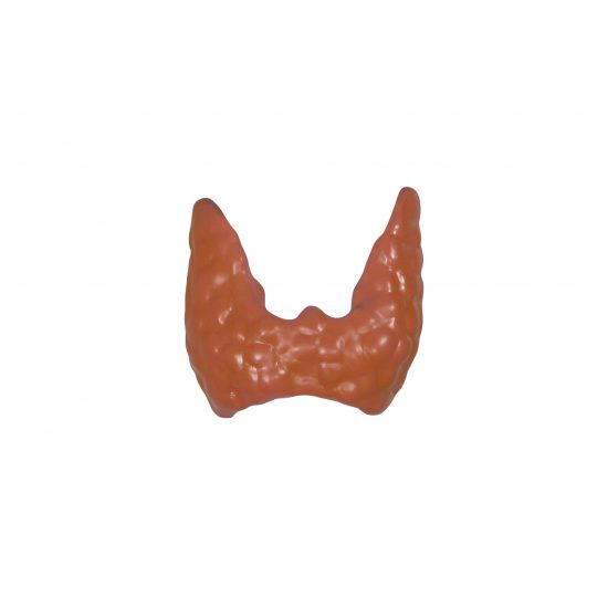 Thyroid