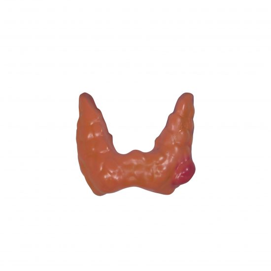 Thyroid