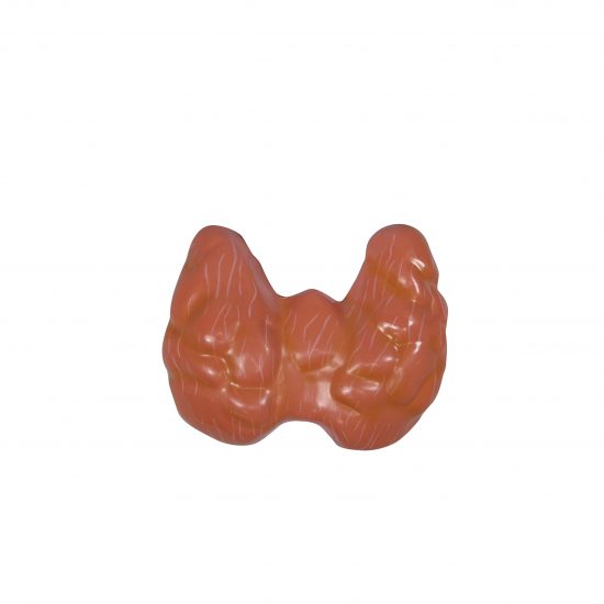 Thyroid