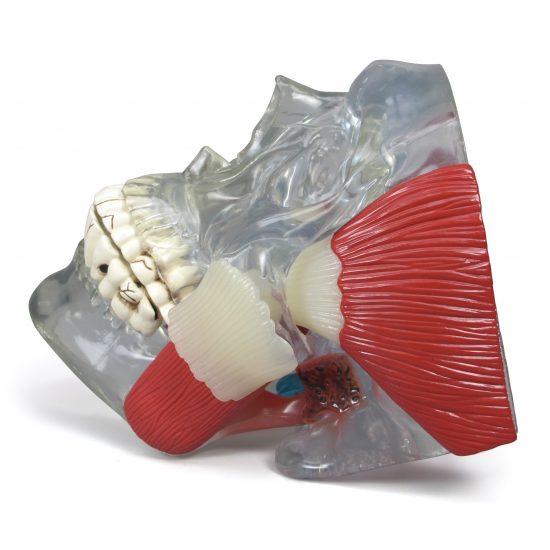 Temporomandibular Joint (TMJ)