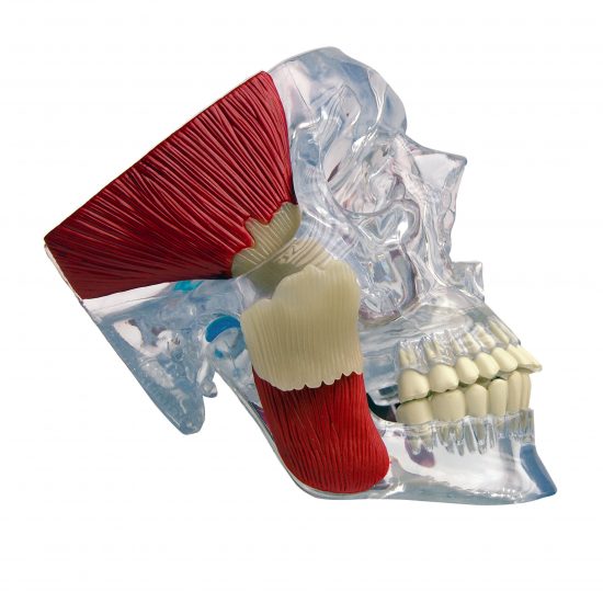 Temporomandibular Joint (TMJ)