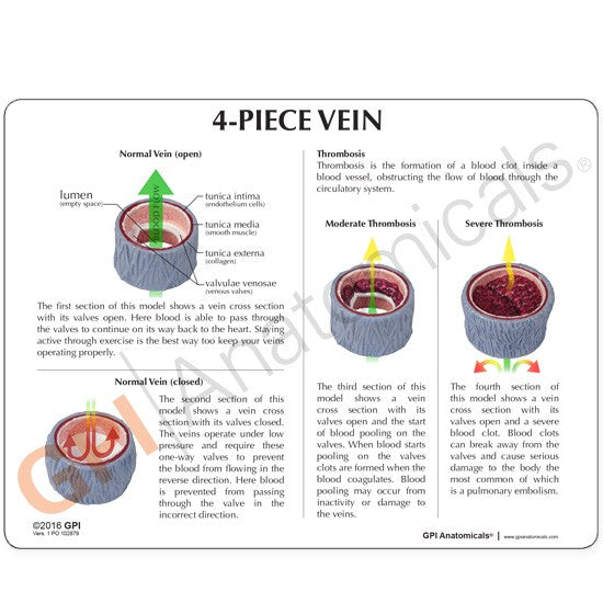 4-Piece Vein model