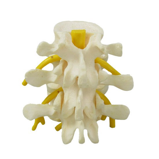 Basic Vertebrae (L2, L3, L4)