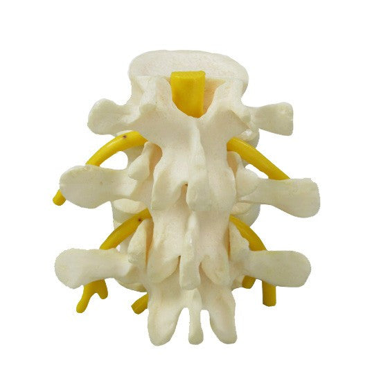 vertebrae-model-2__55568.1643511676.1280.1280.jpg