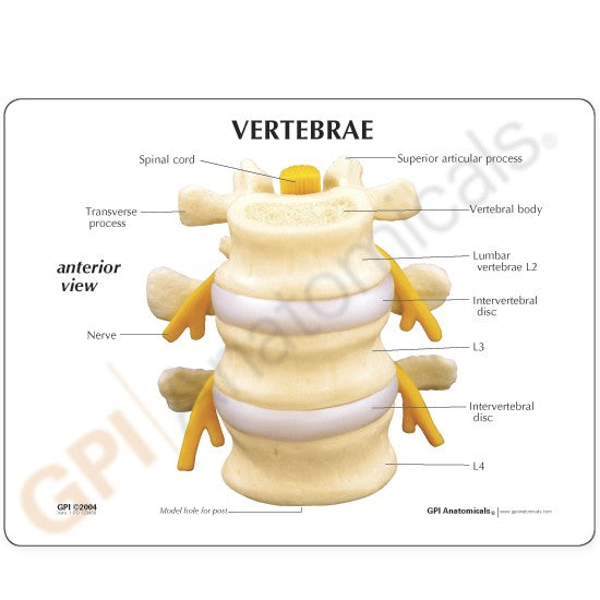 Basic Vertebrae (L2, L3, L4)