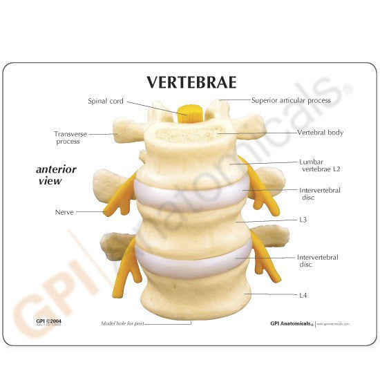 vertebrae-model-3__16204.1643511676.1280.1280.jpg