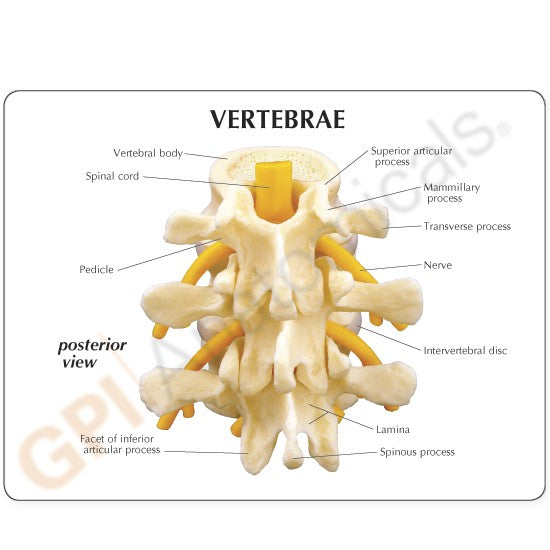 Basic Vertebrae (L2, L3, L4)