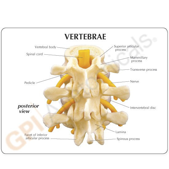 vertebrae-model-4__06992.1643511676.1280.1280.jpg