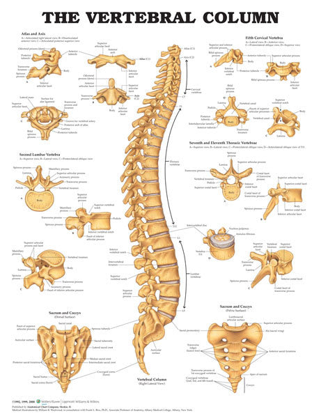 vertebral-column_1__44625.1589752951.1280.1280.jpg