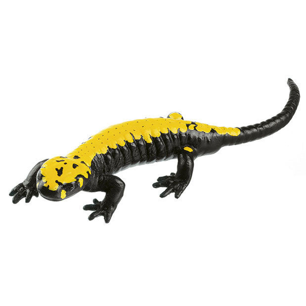 Striped Fire Salamander, Male 1 Somso ZoS 1000/3