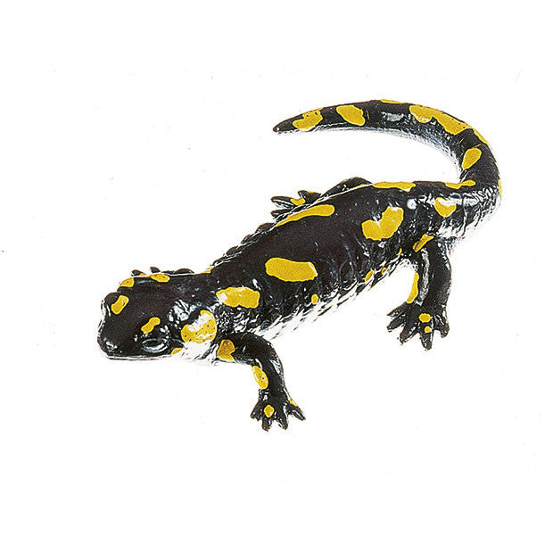 Spotted Fire Salamander, Female Somso ZoS 1002