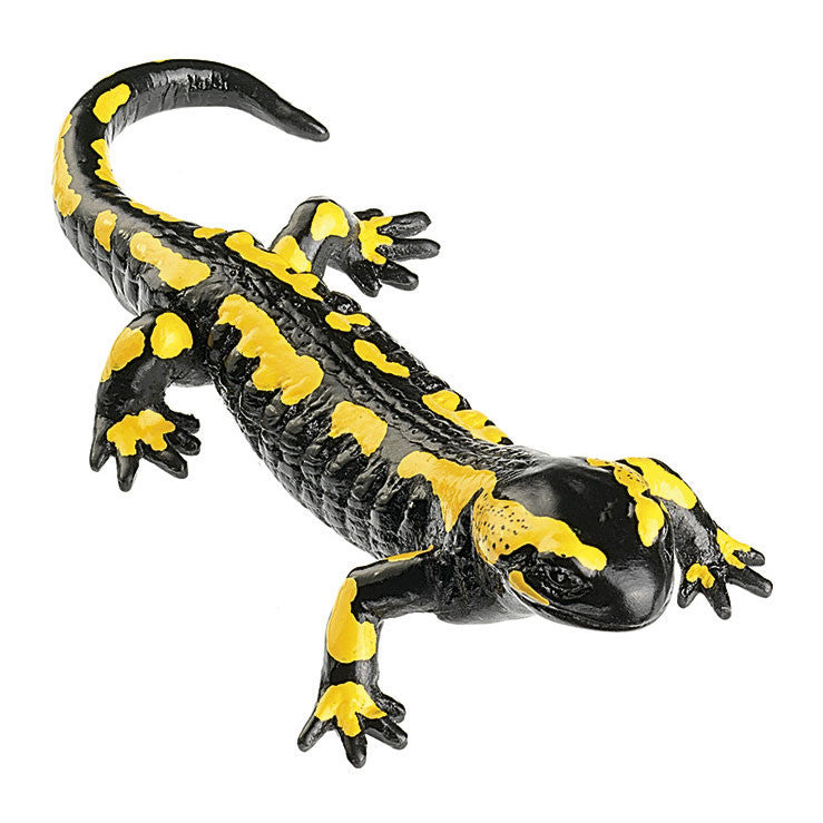 Striped Fire Salamander, Male Somso ZoS 1003