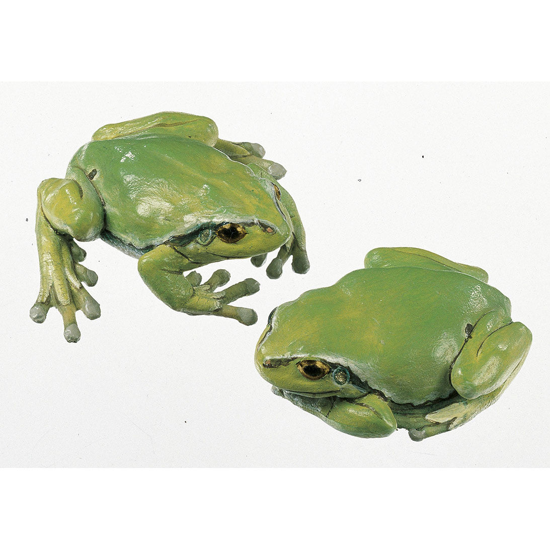 Common Tree Frog, Female (2 models) Somso ZoS 1016/1