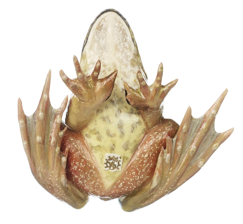 Common Frog, Male